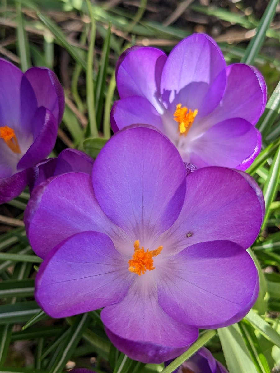 Finally the snow has disappeared! Can we now have spring please?  #cheeringupmondays #crocus #rhs