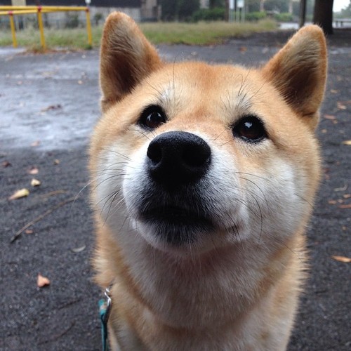 Shiba Every Hour (@shibaeveryhour) on Twitter photo 