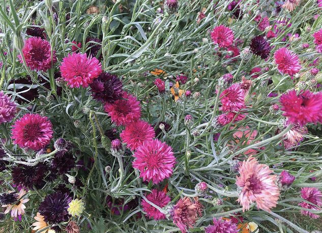 Sarahflowers50's tweet photo. Good morning. Absolutely throwing it down, not what we need as we’re already surrounded by floods. One of my favourite flowers, Cornflowers. 
Happy Monday
#GardeningTwitter #cornflowers https://t.co/CnMrpSQp9z