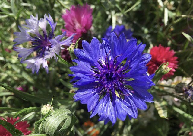 Sarahflowers50's tweet photo. Good morning. Absolutely throwing it down, not what we need as we’re already surrounded by floods. One of my favourite flowers, Cornflowers. 
Happy Monday
#GardeningTwitter #cornflowers https://t.co/CnMrpSQp9z