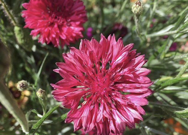 Sarahflowers50's tweet photo. Good morning. Absolutely throwing it down, not what we need as we’re already surrounded by floods. One of my favourite flowers, Cornflowers. 
Happy Monday
#GardeningTwitter #cornflowers https://t.co/CnMrpSQp9z