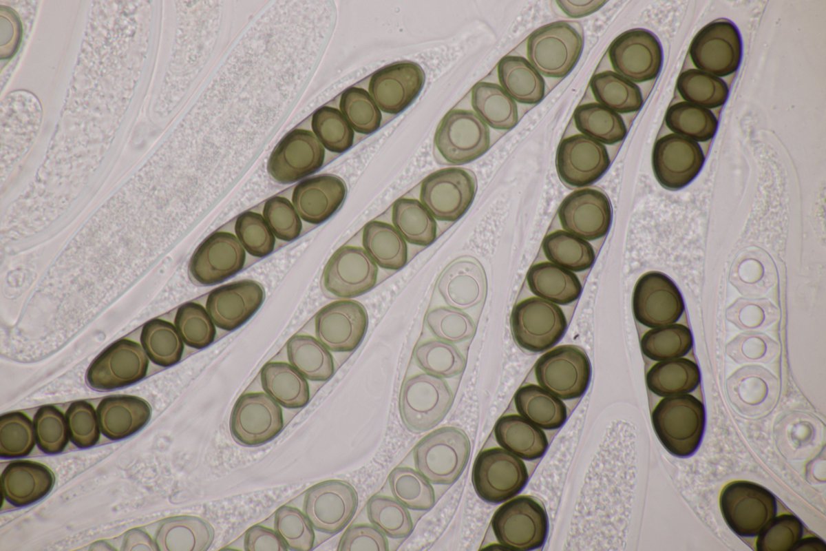 RPilze's tweet photo. Massaria anomia ex Robinia pseudoacacia
#Massariaanomia #Massaria #Robiniapseudoacacia #Robinia #Robinie #blacklocust #robinierfauxacacia #robinia #mushroom #mushrooms #fungus #fungi #pilz #pilze #champignons #champignon #nature #natur https://t.co/EGkxTrlZ0Z
