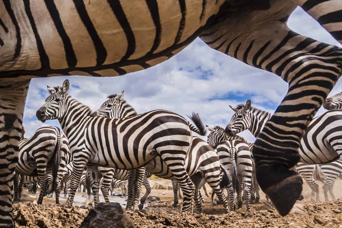 Good morning from the beautiful creatures in the jungle 😁😁 ,
#zebras use their stripes to camouflage in the tall grass....🦓🦓.
Come to #LakeMburoNationalPark to sight them physically....
@ExploreUganda 
#UgTravelWriter