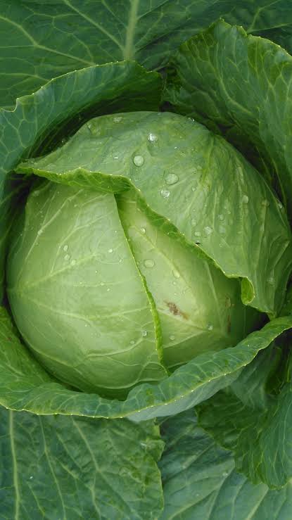 FarmbizAfrica's tweet photo. Buyer looking for Cabbages and dried maize. Reach us if you have any available https://t.co/zqcTMlNo4W
