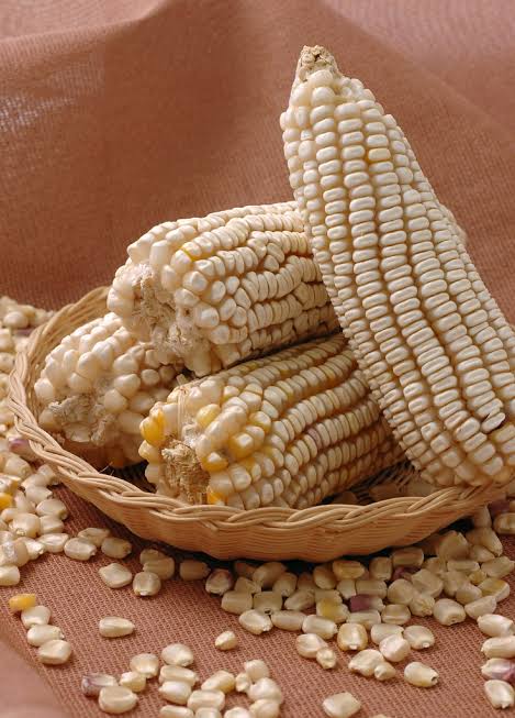 FarmbizAfrica's tweet photo. Buyer looking for Cabbages and dried maize. Reach us if you have any available https://t.co/zqcTMlNo4W