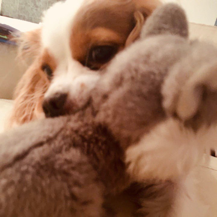 skzinsta0109's tweet photo. 190312 [🐺🐥]

오랜만에 인스트으으아아아아아!!!!!🐺🤙🏻
차니가 돌아왔어용 ㅋㅋ 호주집도 갔다오고 우리 베리도 만나고!
저는 역시 세상에서 바다가 제일 좋고 제일 그리웠나봐요 ㅠㅠㅠ

#StrayKids #STAY #Home #AUSTRALIA #BEACHBOI #Berry🐶 https://t.co/axSeNMtLmT