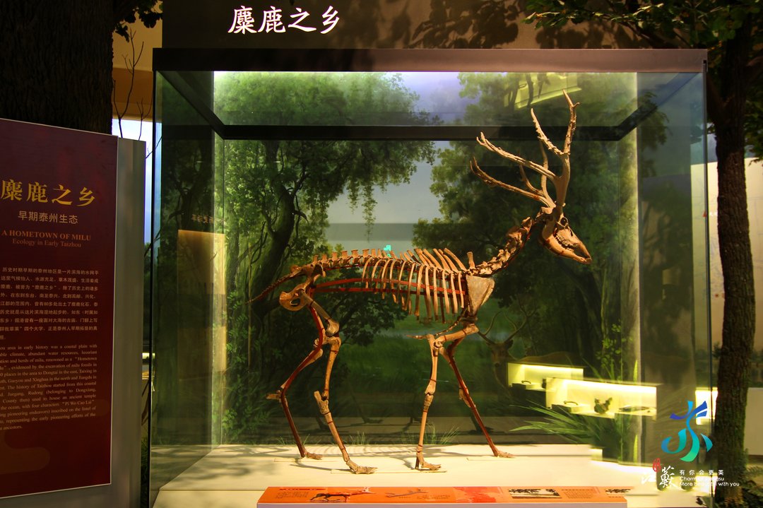 VisitJiangsu's tweet photo. #CultureJS If you want to learn something about elk, visit the Taizhou Museum in Taizhou, also known as the hometown of elk. The museum's collection includes the world's only complete fossil skeleton of an ancient male elk dating back more than 6,000 years. #ArtCulture https://t.co/hpmAtKd9DT