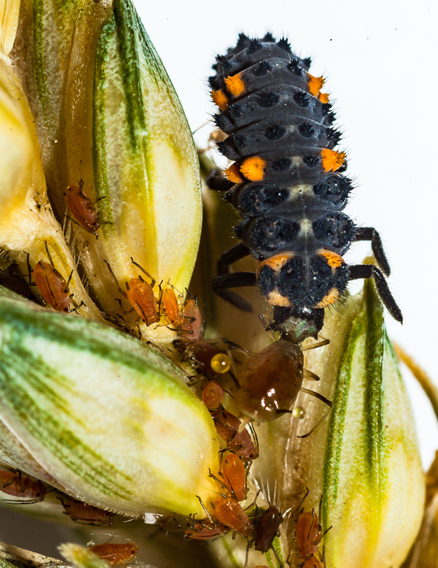 Great photo of a ladybird larvae feasting on grain aphids. These insects provide a fantastic service, which is why we need to take special care to protect our beneficials #InsectThursdays