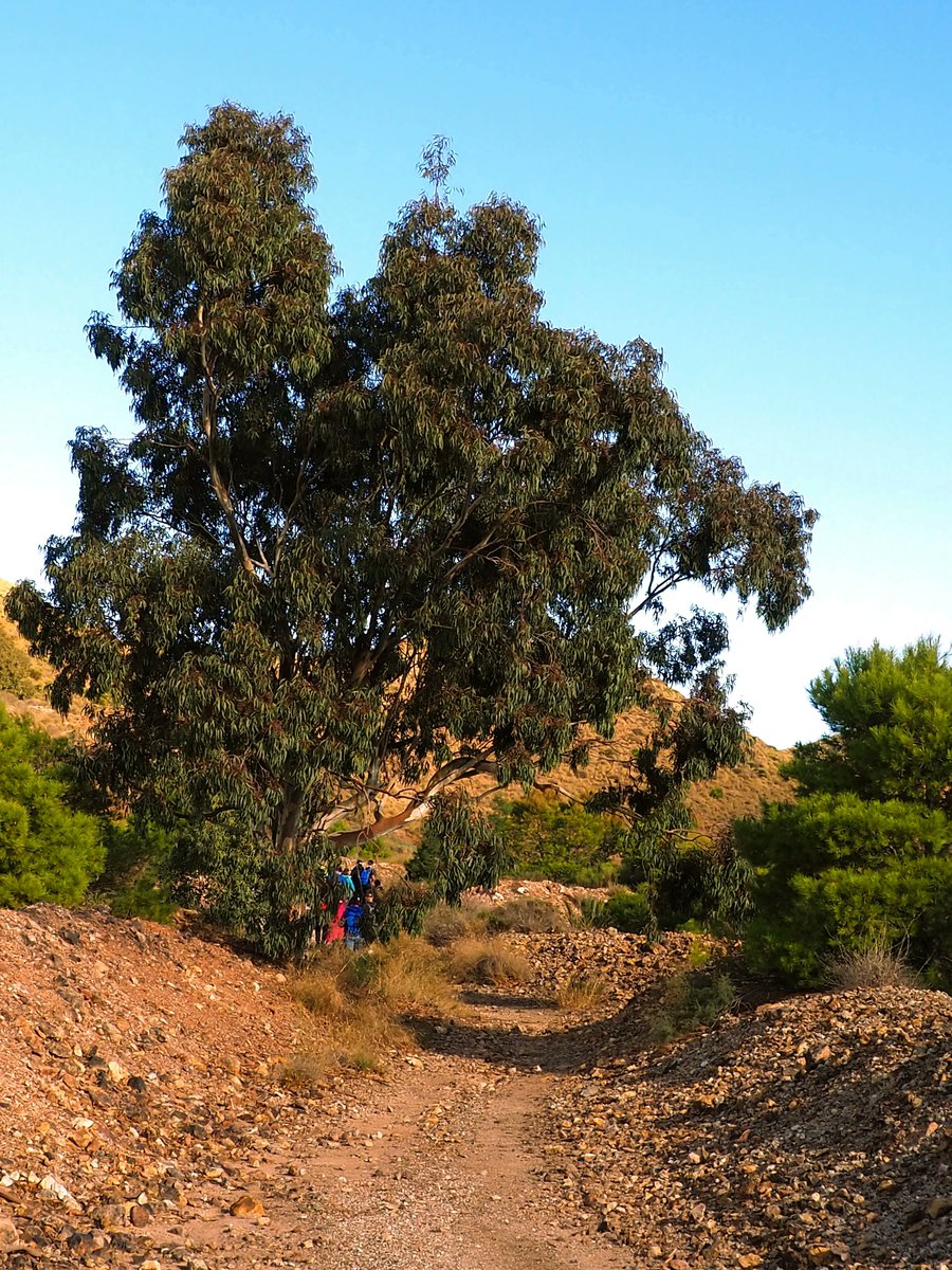Eucalipto junto al sendero del Cinto, en Rodalquilar.
Parque Natural de #CaboDeGata - Níjar, #Almería