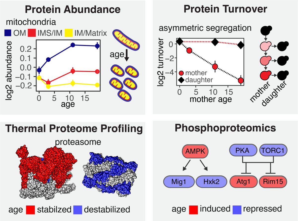 Mario Leutert (@marioleutert) on Twitter photo Excited to share our newest #preprint: Multidimensional proteomics identifies molecular trajectories of cellular aging and rejuvenation.
A great project with the <a href="/juditvr/">Judit Villen</a> <a href="/DunhamLab/">Maitreya Dunham</a> <a href="/mkaeberlein/">Matt Kaeberlein</a> teams!
📄Read: biorxiv.org/content/10.110…
💾Explore: rlsproteomics.gs.washington.edu
1/9 Excited to share our newest #preprint: Multidimensional proteomics identifies molecular trajectories of cellular aging and rejuvenation.
A great project with the <a href="/juditvr/">Judit Villen</a> <a href="/DunhamLab/">Maitreya Dunham</a> <a href="/mkaeberlein/">Matt Kaeberlein</a> teams!
📄Read: biorxiv.org/content/10.110…
💾Explore: rlsproteomics.gs.washington.edu
1/9