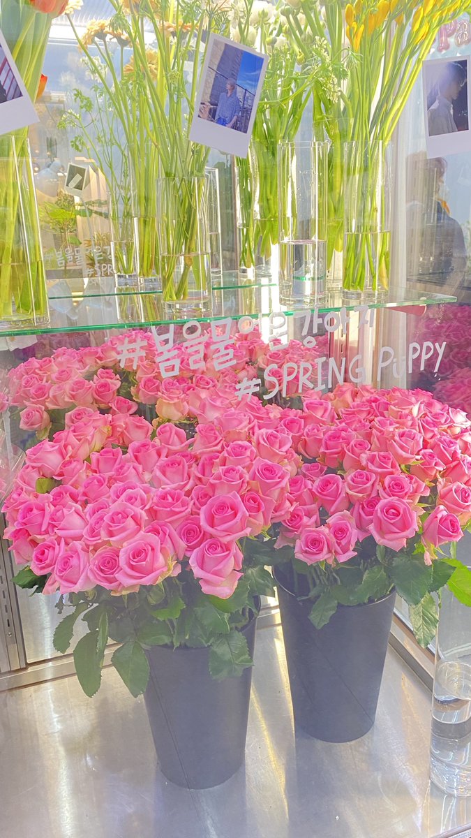 myspringGYU's tweet photo. #봄을물어온강아지
#Spring_puppy

범규의 마음처럼 따스한 해시태그와 벽면에 붙어있던 새벽 3시 감성이 느껴지는 사진까지 전부 취향을 저격당해 나가기 힘든 곳이었어요 🥲 “행복한 사랑” 이라는 꽃말과 잘 어울리는 행복을 주는 공간이었습니다 💖 https://t.co/TJnD91u3kM