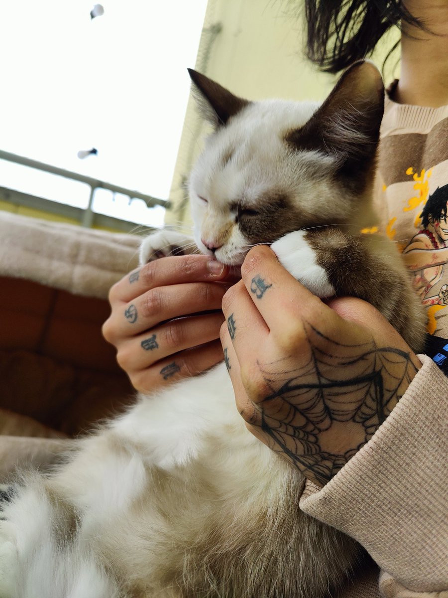 ragfurs's tweet photo. #CatsofTwittter #minskin https://t.co/70HxjfzrmZ