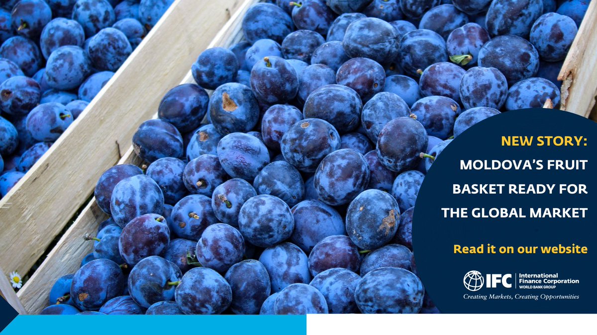 IFC_ECA's tweet photo. 🍎Four years ago, not many in Europe knew much about #Moldovan fruits.

Today, they want a taste of it.

Read how Moldova’s fruit producers entered the global market, thanks to @IFC_org's Export Coaching Program: https://t.co/3ci8luayXs 

#CreatingMarkets #CreatingOpportunities https://t.co/4oYlAw6Mnk