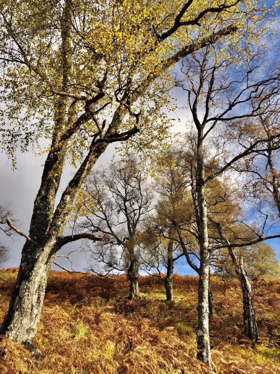 ilona_turnbull's tweet photo. Trees add so much to our Scottish mountain landscape - the charity @ReforestingScot is after help from walkers/climbers/skiers to submit pics of birch & other native trees in the wild #MountainBirchProject #WalkClimbSki @Mountain_Scot @walkhighlands @TGOMagazine @ScotsMagazine https://t.co/mOerSLCZFk