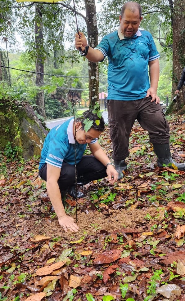 FRIMKepong's tweet photo. Cawangan Perhutanan Bandar @FRIMKepong tanam 5 pokok gelam  &amp; 7 merawan siput jantan sbg sokongan kpd @100JutaPokok &amp; sambutan #HariHutanAntarabangsa (#InternationalDayofForests #IDF) 

#PokokKitaKehidupanKita #OurTreesOurLife #100jutapokok #FRIMTanamPokok #TreePlantingFRIM https://t.co/Nq8tfA6b6H