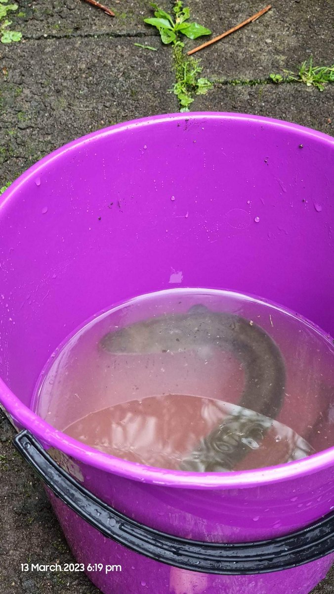 ktecollins's tweet photo. Fun evening when two passions collide - freshwater ecology with @GirlGuidingNZ Brownies. Had a look at the invertebrates in a local Kirikiriroa stream, caught an unsuspecting tuna in a kick-net π₯°π₯° #outreach #FutureEcologist #STEM https://t.co/1i6tS07zHp
