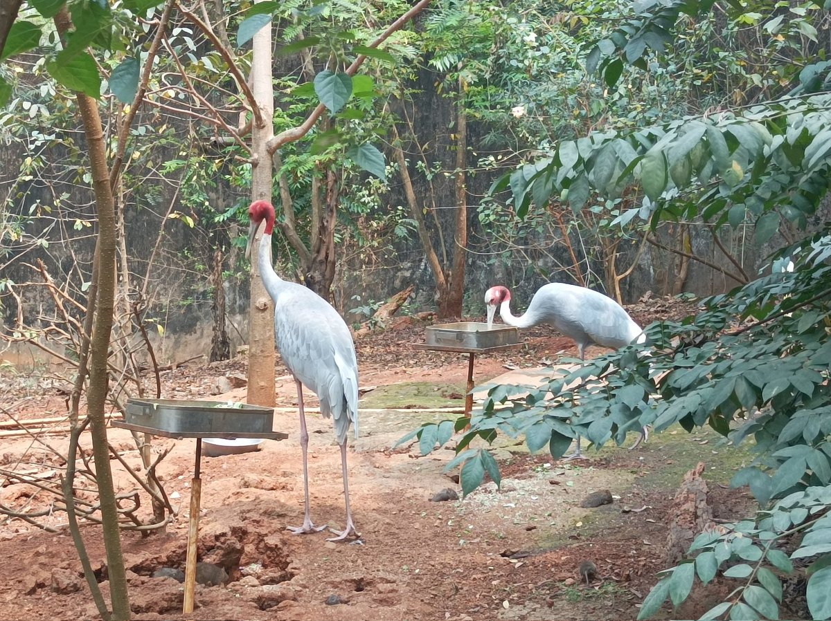 Indo_doric's tweet photo. Assam state zoo and Botanical Garden
#assam #zoo #guwahati #assamstatezoo #park #museum #tourist #tourism #parrot #birds https://t.co/7nIbgl38Sm