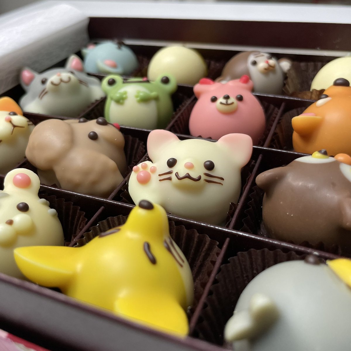 sumomo__02's tweet photo. もうホワイトデーの季節だけど、バレンタインに母が買ってきたゴンチェロフのチョコかわいすぎてまだ2つしか食べてない🍫 https://t.co/qUznj8ZrMe