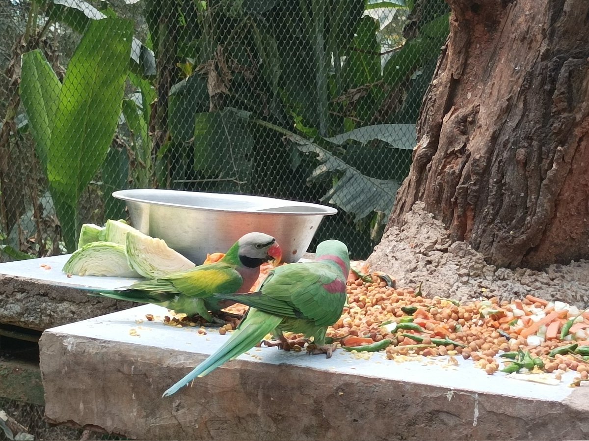 Indo_doric's tweet photo. Assam state zoo and Botanical Garden

#assam #zoo #guwahati #assamstatezoo #park #museum #tourist #tourism #parrot #birds https://t.co/QPkhlSzmk9