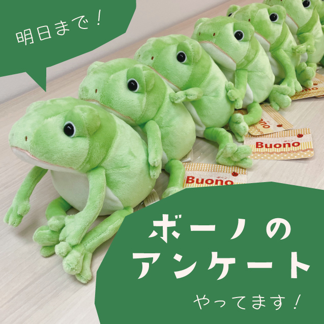 monseuil_staff's tweet photo. ボーノ🐸の新色アンケートは明日までです!
まだの方は是非ご参加くださいませ~😆
ボーノやその他のぬいぐるみ・雑貨のお買い物はこちらから→https://t.co/oGnq6F65RQ
#MONSEUIL #モンスイユ #カエル #ボーノ #ぬいぐるみ #ぬい撮り #ぬいぐるみ好き #雑貨 https://t.co/fhWrxsGfZq