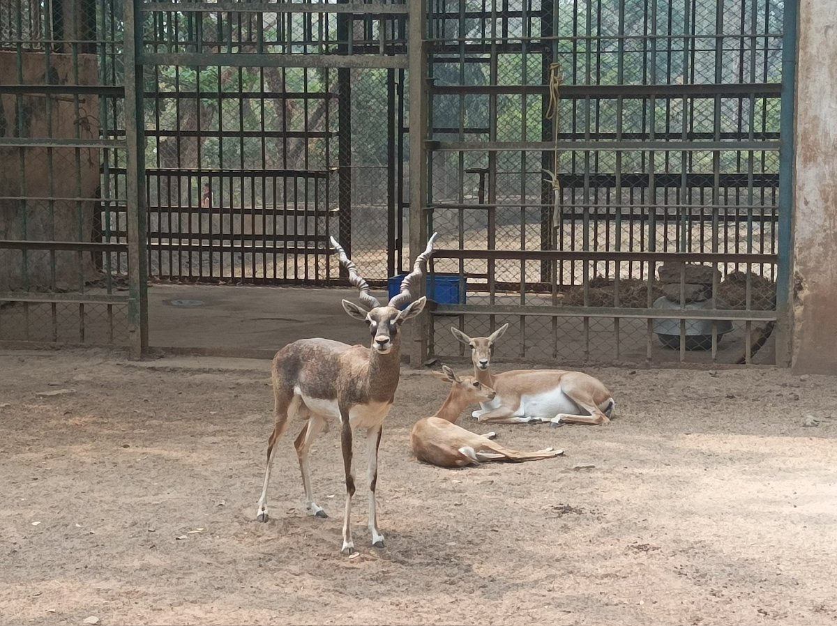Indo_doric's tweet photo. Assam state zoo and Botanical Garden

#assam #zoo #guwahati #assamstatezoo #park #museum #tourist #tourism #parrot #birds #tiger #leopard #deer #stag #rhino #crocodile #tortoise https://t.co/i8NQXwgB4V