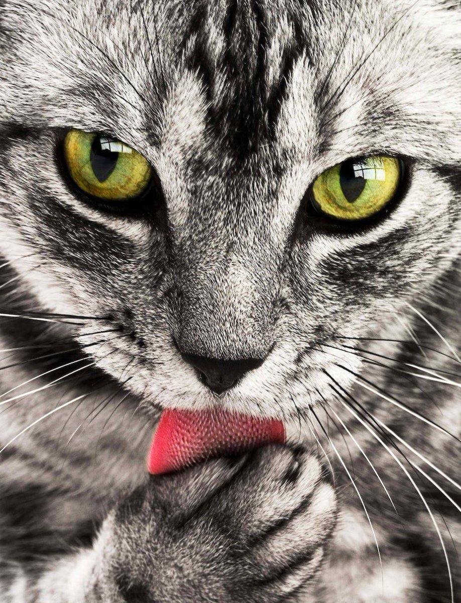 Yes Yes Yes 🍭🍧🍬
#Head #Cat #Eye #Vertebrate #Felidae #Carnivore #Organism #Mammal #Smalltomediumsizedcats #Iris