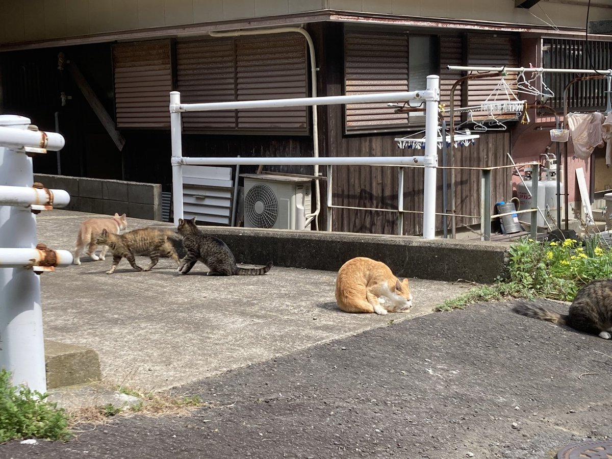 cycle_nagasaki's tweet image. 【樺島灯台絶景RIDE】日本財団の「灯台文化的価値探究プロジェクト」の一環で企画されましたeBikeツアー。岬や半島や島嶼部とアクセスがしにくいことでその役割や活動にスポットが当たらない灯台ですが今回はその灯台が主役！でした！
#海と日本project
#きまま焙煎所
#坂チャリ