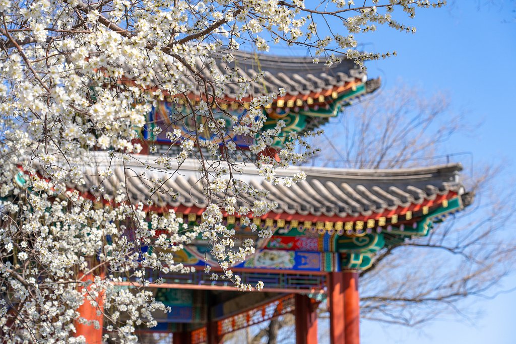 ChineseEmbKenya's tweet image. Beijing residents are embracing spring by appreciating the flowers that have bloomed across the city. Here are some pictures from the weekend. #SpringInChina