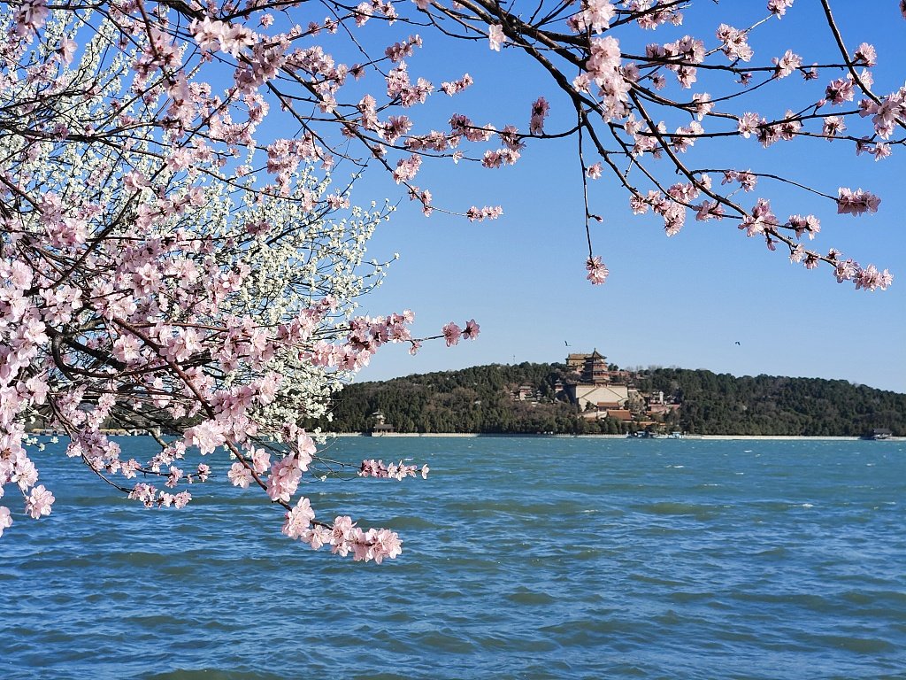 ChineseEmbKenya's tweet image. Beijing residents are embracing spring by appreciating the flowers that have bloomed across the city. Here are some pictures from the weekend. #SpringInChina