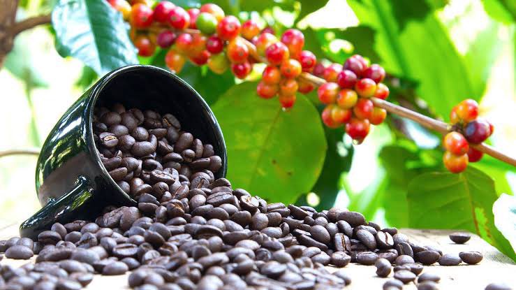 KeebFreshFarms's tweet photo. 3:4: Today, Uganda produces several high-quality coffee varieties, including Robusta and Arabica. The industry supports over 1.5 million families across the country, with a significant portion of coffee farmers being women. https://t.co/DiyBIucII7
