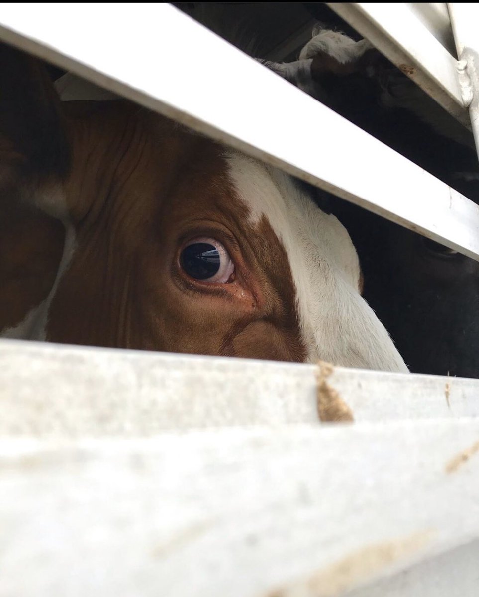 vegankitdotcom's tweet photo. “They were humanely slaughtered”

It’s easy to assure yourself there’s no violence in your food choices...

...until you look your victim in the eye.

#veganism #animals #cows #veganuary #govegan #vegan https://t.co/sPAhycx9SF https://t.co/jjJ0LaN0g2