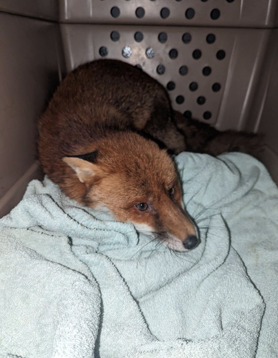 The fixing was supposed to hold a hanging basket, not a hanging fox 🙈🦊! This chap was rescued off of the basket fixing and taken for a check up last month in the Essex area. 👏 Well done to Suzi our officer! @rspcaofficial  73