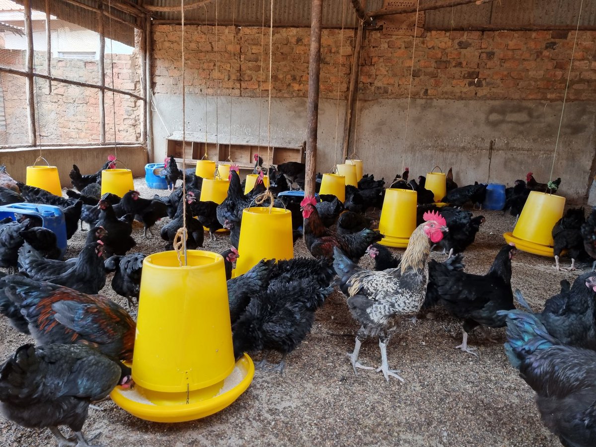 @kungufarm based in Kkungu Town, Buwate, breeds and sells local indigenous breeds of chicken, all the way from day-old chicks to fully grown mature birds for breeding and meat.

Kkungu Farm signed up on Beyonic, to simplify collecting and tracking customer payments.