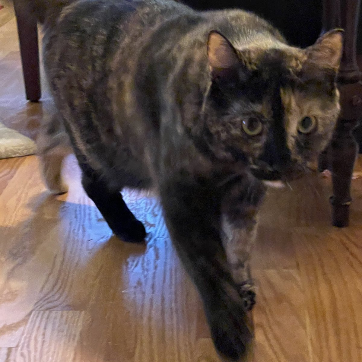 JortsTheCat's tweet photo. Ok let’s face the day with courage but also bring backup https://t.co/C5mBhVzoYk