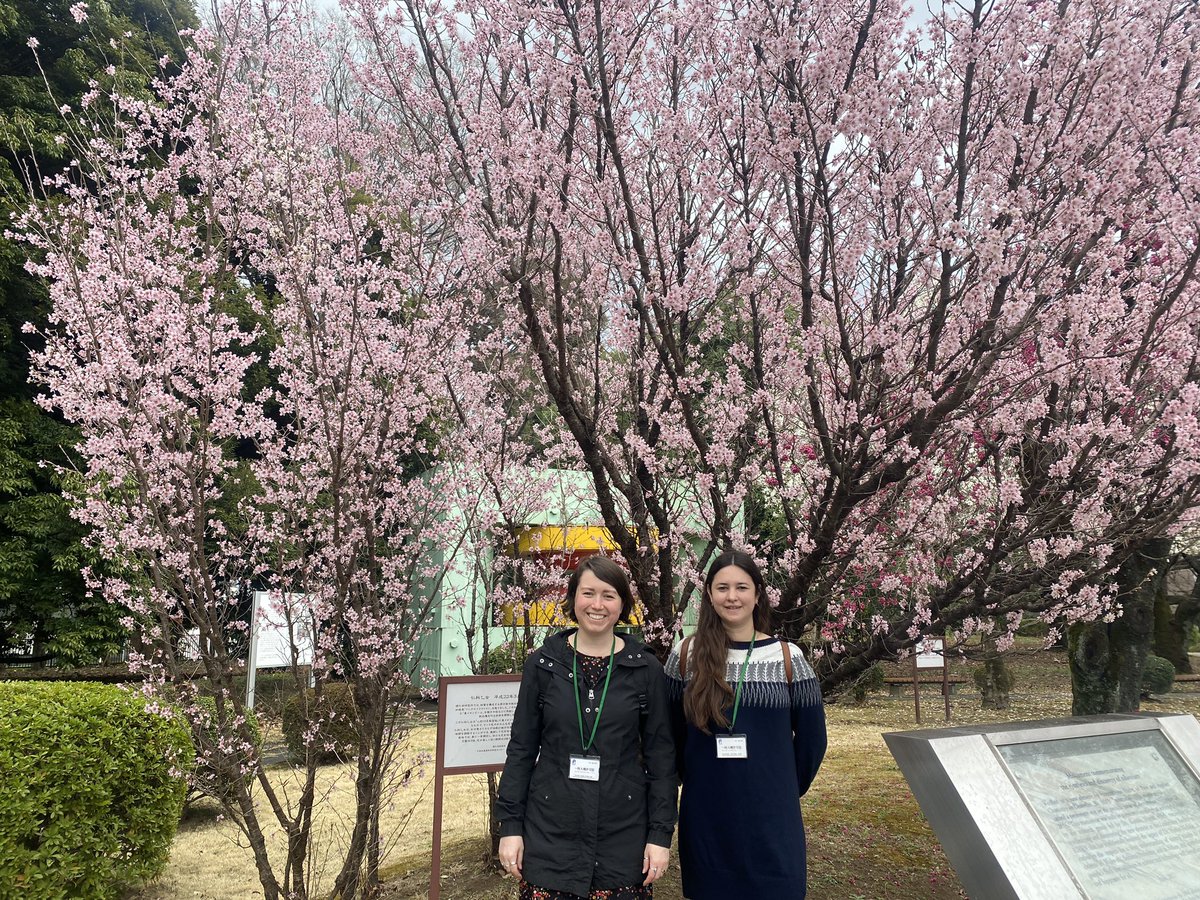 thepsychologist's tweet photo. This blossom was the cherry 🌸 on the cake for an amazing visit with @DrJoCutler to Japan! Today @RIKEN_CBS meeting colleagues @KentaroMiyamot2 @rei_akaishi and hearing about the wonderful research in their labs. Tomorrow back to @TheCHBH @UoB_SoP @LES_UniBham @unibirmingham 🙂 https://t.co/PG1XpqvnAi