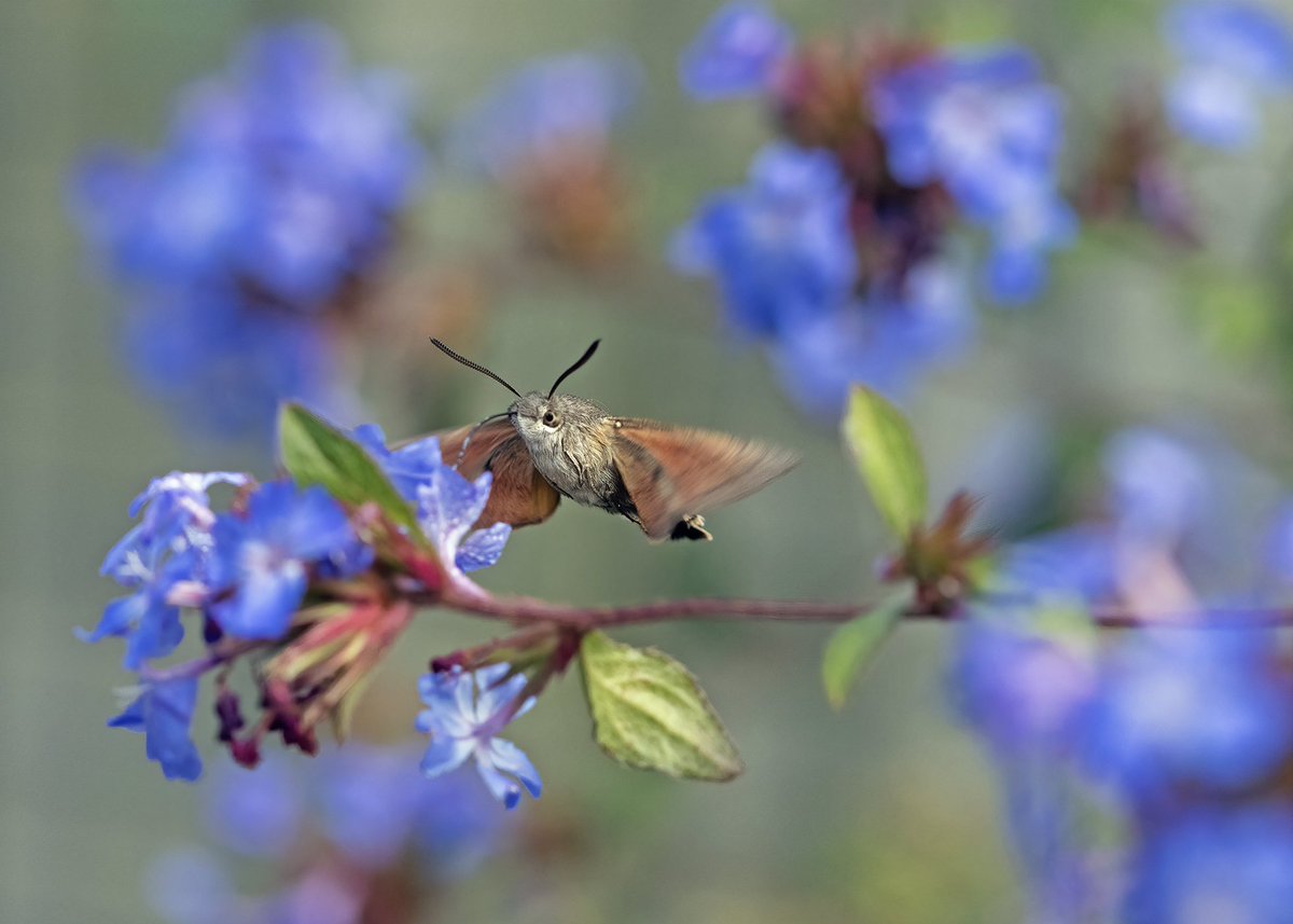 t2rny's tweet photo. @savebutterflies It's always such a treat to see one.  I took these photos in my Mum's Essex garden in October 2021 #HummingbirdHawkmoth #MothsMatter #WildIsles https://t.co/xjT3NjB3Bz