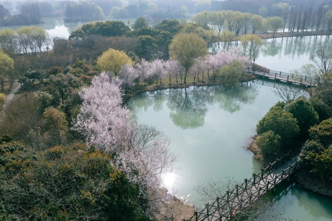 SND_China's tweet photo. Suzhou Taihu Lake Wetland Park has launched a #metaverse-related activity that allows people to engage in digital tours until June 24. 
Covering 230 hectares, the park is an ideal place to enjoy flowers on a #spring outing and enjoy a cruise along the river. 🍃🌼🏕️#VisitSND https://t.co/XbaqOJZAdP