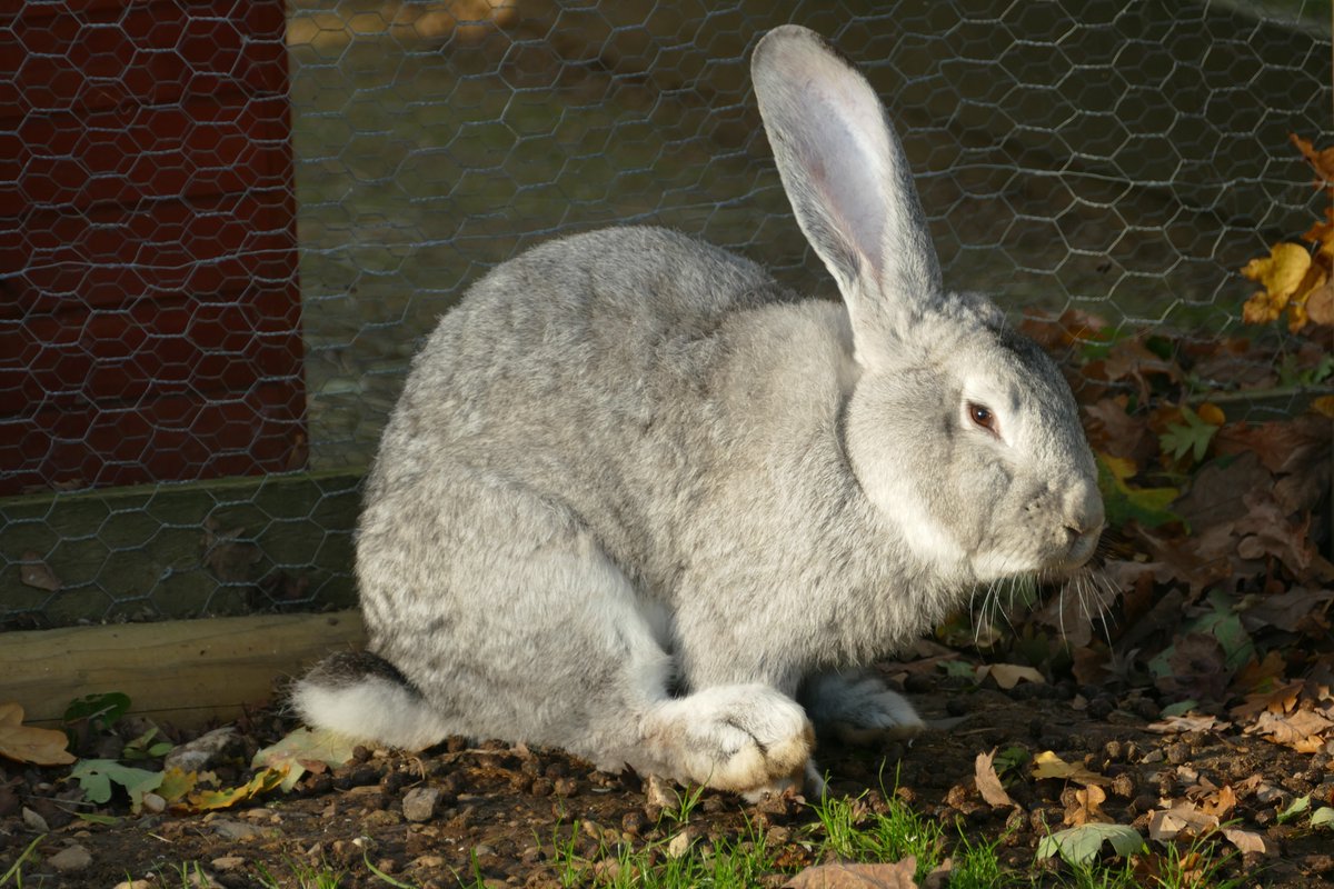 FairfieldCentre's tweet photo. Have you heard, our Easter bunny is looking for your help! 🐰

Join us from April 1st - April 16th for The Easter Egg Hunt, solve the riddle and help our Easter bunny. Solve the clues and find the eggs to win a prize!

Find out all the details here - https://t.co/aYyBMKmslj https://t.co/3J2AqDzzZs