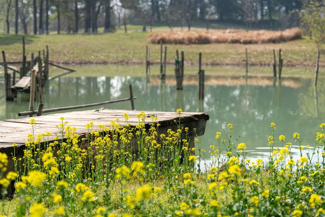 SND_China's tweet photo. Suzhou Taihu Lake Wetland Park has launched a #metaverse-related activity that allows people to engage in digital tours until June 24. 
Covering 230 hectares, the park is an ideal place to enjoy flowers on a #spring outing and enjoy a cruise along the river. 🍃🌼🏕️#VisitSND https://t.co/XbaqOJZAdP