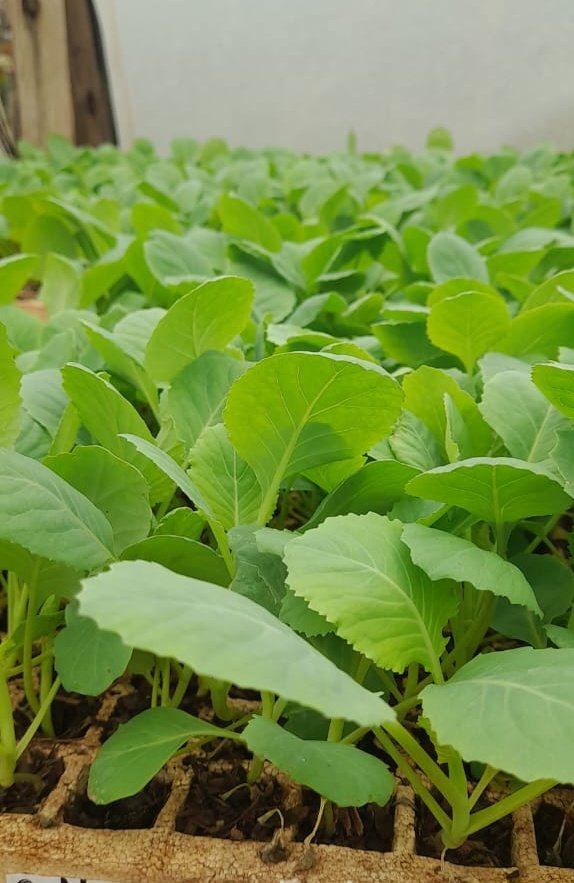 GreenHope Seedlings tweet media