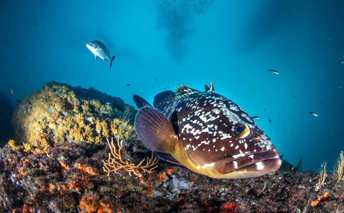 General Fisheries Commission for the Mediterranean tweet media