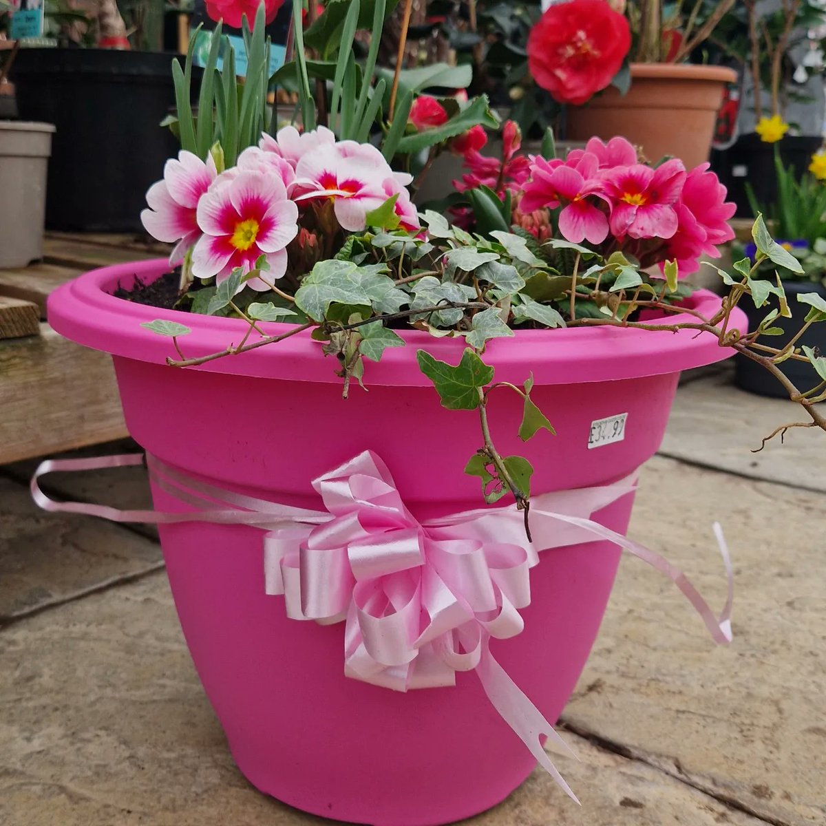 wymondhamgc's tweet photo. Beautiful Mothers Day Planters now available at the Garden Centre perfect gift for the leading lady! https://t.co/wbojwtOENb