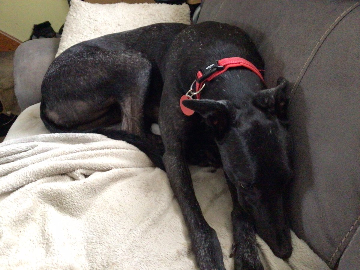 Well it’s my fourth birthday today, so far had a windy walk, mum sung happy birthday to me, my ears are still ringing!  Apparently there is a new snugglepaws bed on order, steak for tea and additional treats.  Sounds ok, and max has let me have the sofa 😁 💜💜💜