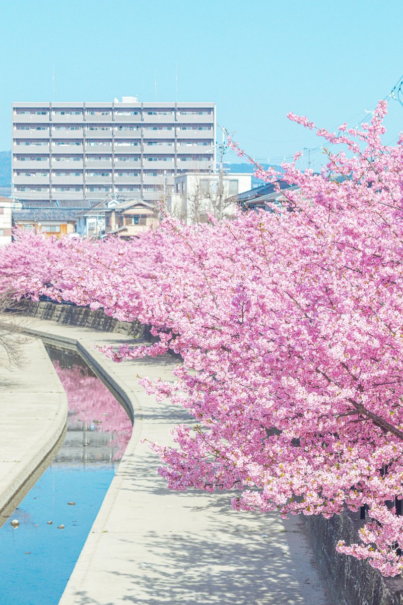 淀の河津桜が春満載だった
