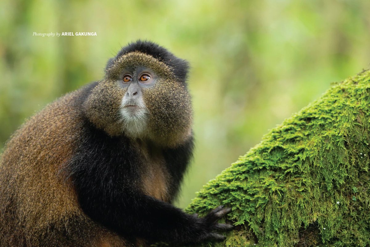 #DidYouKnow that African scientists are leading the way in developing new bodies of knowledge around wildlife species?  AWF in partnership with <a href="/JacksonWild/">Jackson Wild</a> has empowered African filmmakers to capture these amazing stories: awf.org/acv
#ACVMediaLabs #AfricanLeadership