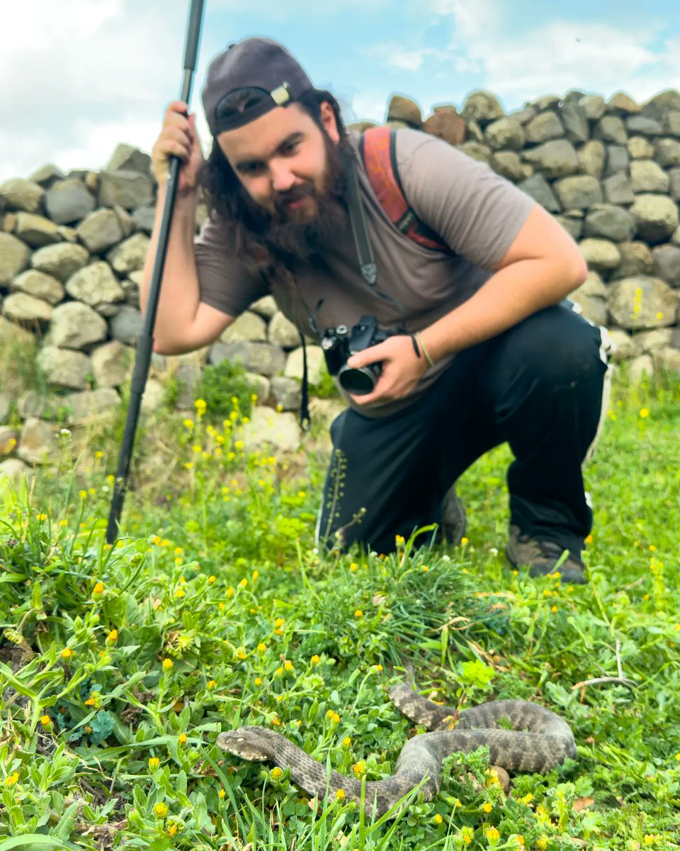 HerpingLebanon's tweet photo. First viper of 2023!
#herpinglebanon #herpetology #wildlife #viper #snake #conservation https://t.co/KTyDZ4yam6