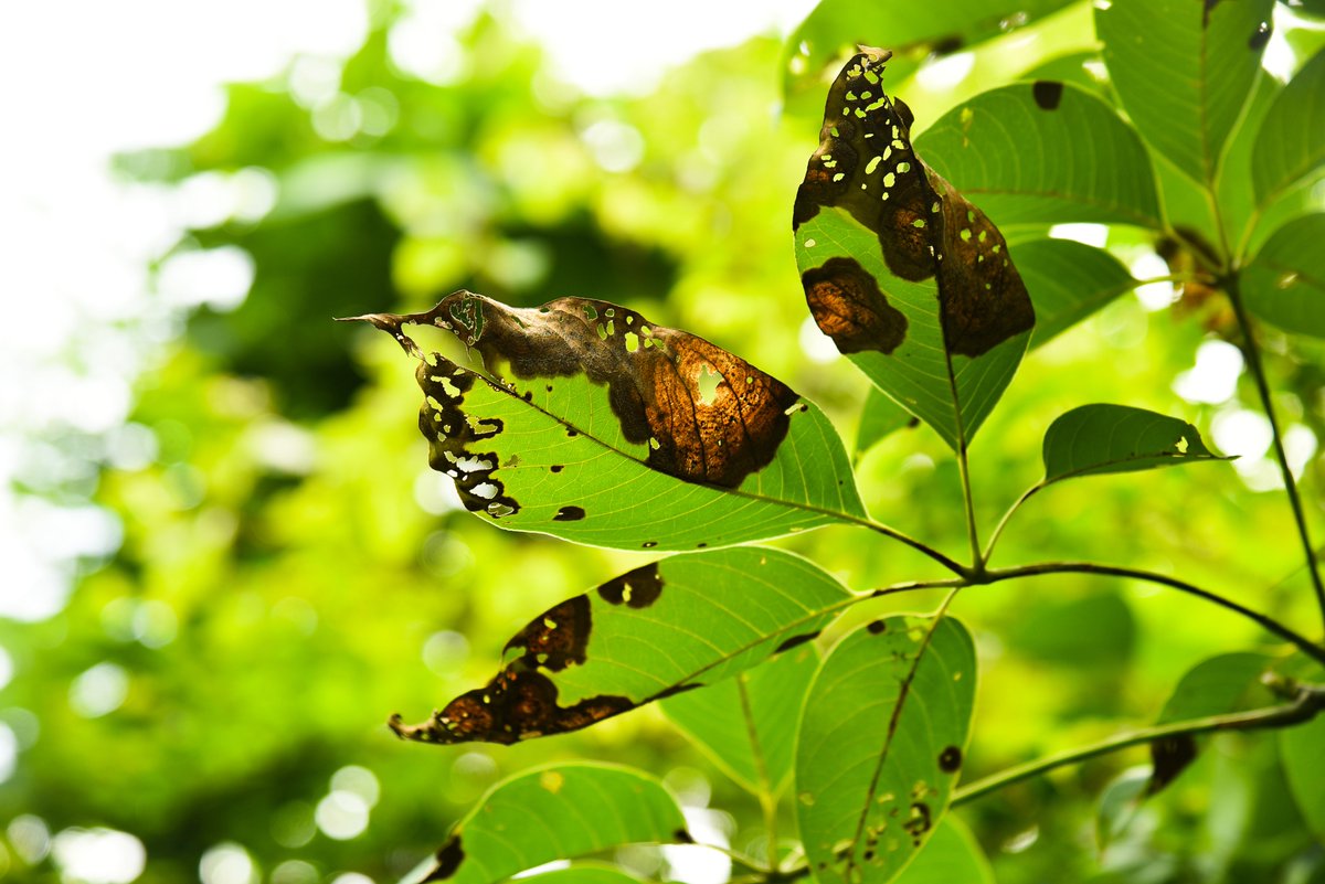 system_pest's tweet photo. https://t.co/6ZEVld3t81
Llega la primavera, y con el aumento de las temperaturas, vemos la proliferación de las #plagas en nuestros #parques y #jardines. En este artículo te ayudamos a identificarlas.

#tujardinlibredeplagas #fumigaciones #fitosanitarios #madrid #controldeplagas https://t.co/BvIPzI3c2L