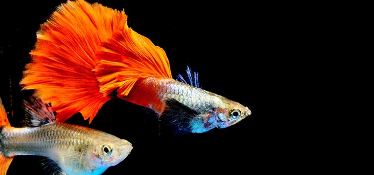 TFHmagazine's tweet photo. Whether on purpose or by accident, breeding #guppies is a fun way to get into the fishkeeping hobby. Learn about spawning these fish and raising their fry. #NanoNuggets

https://t.co/UMdW66YFS6

#TropicalFishHobbyist #nanotank #guppy https://t.co/PySQHUaOda