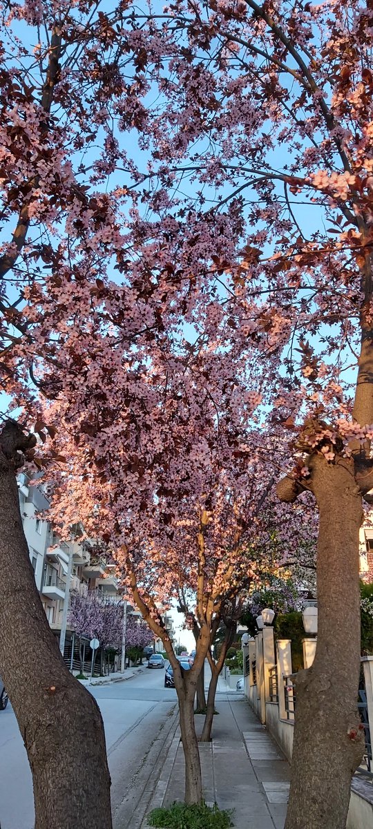 PixPurrfect_TJ's tweet photo. Good morning! Blossomed trees on my way to work 🌸 #CatsOfTwitter #catsofNFT #NFTcats #NFT #NFTs #NFTCommunity #springtime #Blossom #trees #morning
Gm from us too!
https://t.co/d6UZL5d23o
Gm 🌸
https://t.co/Hjlu4zWGLV https://t.co/8IJNap4JxL