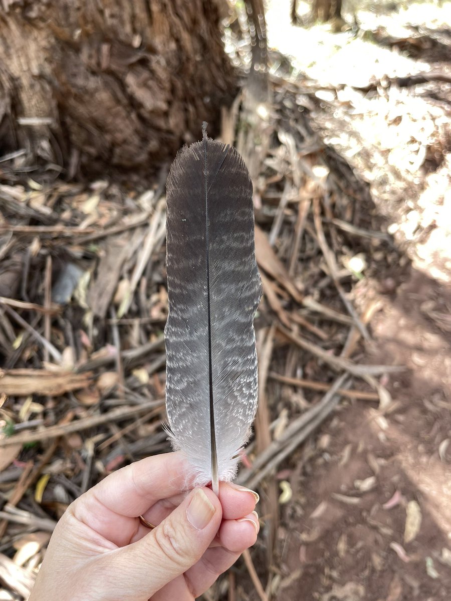This weekend’s highlight! A Gang-gang Cockatoo feather found on my street 🤩